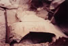 05-Pictograph Image