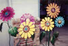 14-Flowers Image