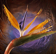 Scott Peck's "Magic Bird" Image & Link to Exposures Gallery